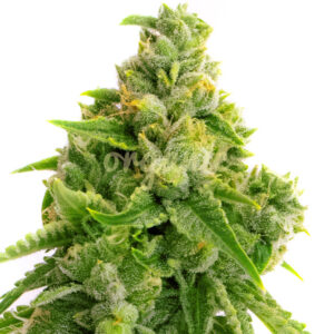 Lemon Haze Autoflower marijuana seeds