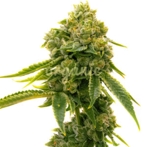 Lemon Haze Diesel feminized marijuana seeds