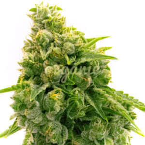 Lemon Kush feminized marijuana seeds