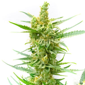 Lemon OG feminized marijuana seeds