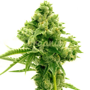 Lemon Pie regular marijuana seeds