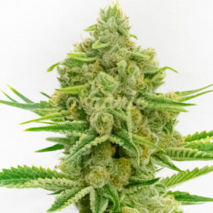 Loopy Juice feminized marijuana seeds