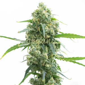 Lowryder Autoflower marijuana seeds