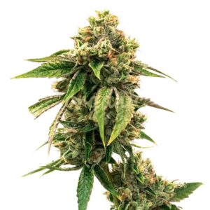 LSD Autoflower marijuana seeds