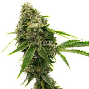 LSD feminized marijuana seeds