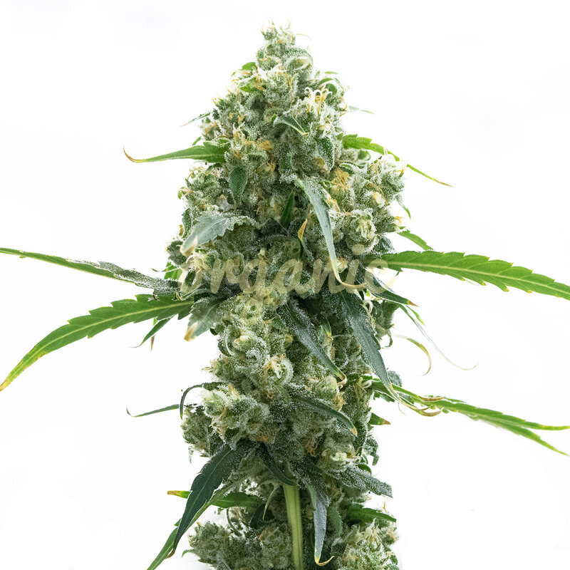 M8 feminized marijuana seeds