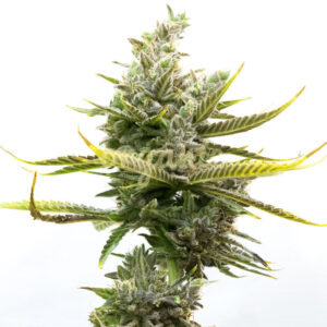 Magnum Autoflower marijuana seeds