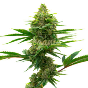 Mamba Negra Autoflower marijuana seeds