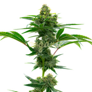 Mamba Negra feminized marijuana seeds