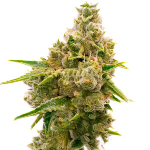 Mandarine Autoflower marijuana seeds