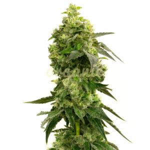 Mango Crack feminized marijuana seeds