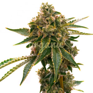 Mango Kush feminized marijuana seeds