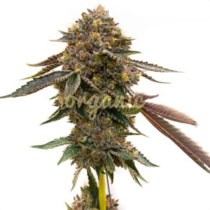 Mango Smoothie feminized marijuana seeds