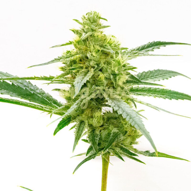 Maple Leaf feminized marijuana seeds