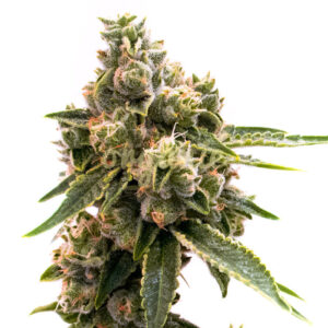 Maracuya feminized marijuana seeds