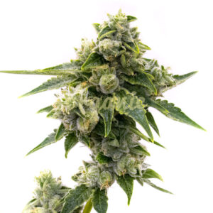 Master Kush feminized marijuana seeds