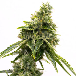 Matanuska Tundra feminized marijuana seeds