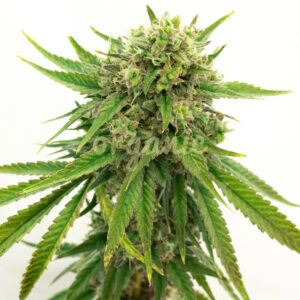 Maui Wowie feminized marijuana seeds