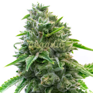 Maxigom Autoflower marijuana seeds