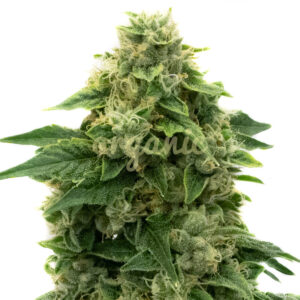 Mazar Autoflower marijuana seeds
