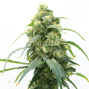 Mazzy Kush feminized marijuana seeds