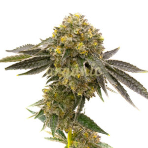 MediBerry Fast Version marijuana seeds