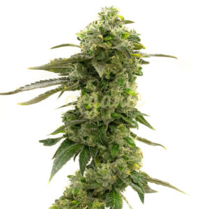 MediBerry feminized marijuana seeds