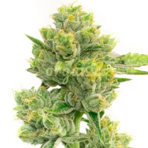 Melting Pot feminized marijuana seeds