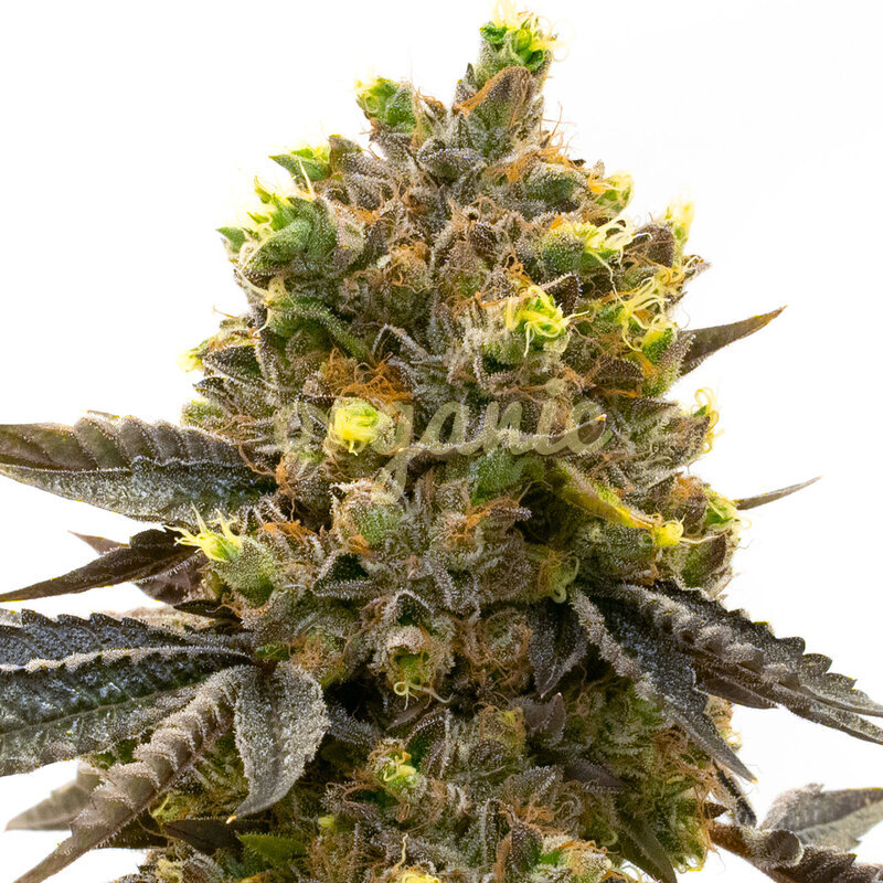 Mendocino Purple Kush feminized marijuana seeds