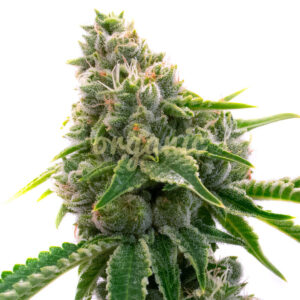 Mexican Haze feminized marijuana seeds