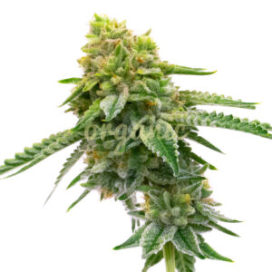 MK Ultra feminized marijuana seeds