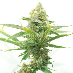 Moby Dick Autoflower marijuana seeds