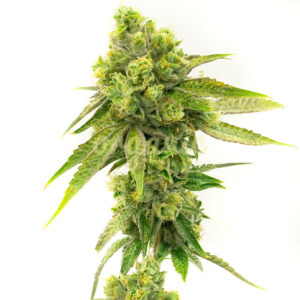 Moby Dick feminized marijuana seeds