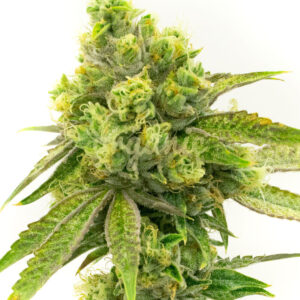 Moby Dick regular marijuana seeds