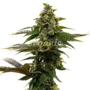 Mochalope feminized marijuana seeds