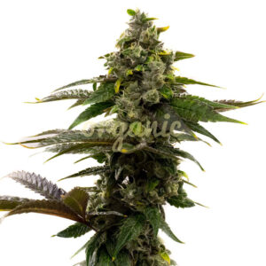 Mochalope regular marijuana seeds