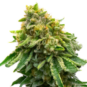 Monkey OG feminized marijuana seeds