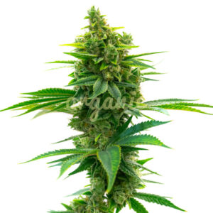 Narkosis feminized marijuana seeds