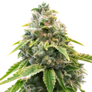 Neville's Haze feminized marijuana seeds