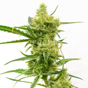 Nicole Kush feminized marijuana seeds