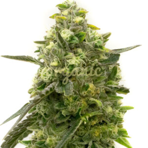 Niconesia feminized marijuana seeds