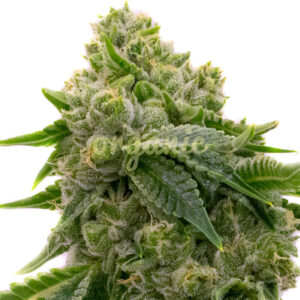 Northern Lights Fast Version marijuana seeds