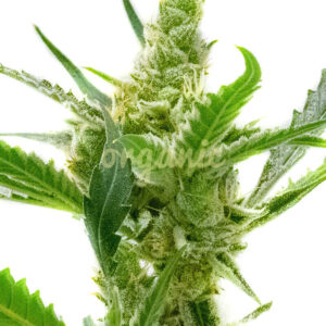 Northern Cream Auto marijuana seeds