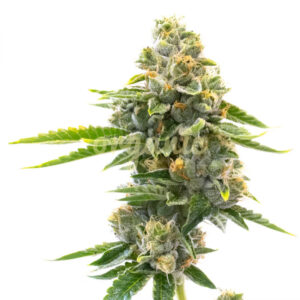 Northern Critical feminized marijuana seeds