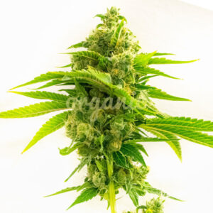 Northern Dawn feminized marijuana seeds