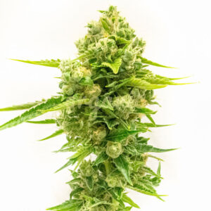 Northern Lights #10 feminized marijuana seeds