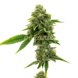 Northern Lights Autoflower marijuana seeds