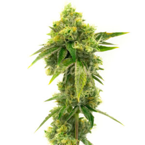 Northern Lights feminized marijuana seeds