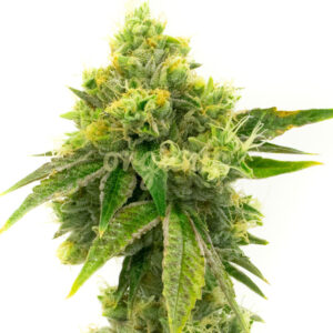 Northern Lights regular marijuana seeds