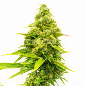 Northern Skunk Fast Version marijuana seeds